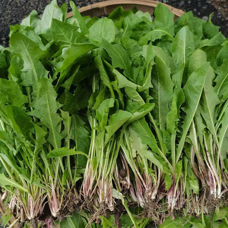 味小府新鲜婆婆丁蘸酱菜1斤/2斤/3斤/4斤现挖蒲公英野菜苦菜山东 2斤