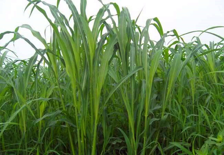 夏季高产牧草耐旱耐热高丹草鱼草养殖牛羊马草鱼吃的畜牧饲料草籽