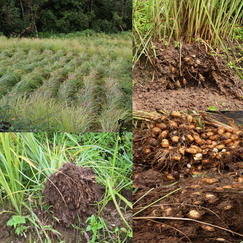 21年新鲜油莎豆油豆油沙豆虎坚果地下核桃长形农家自种500克油莎豆大