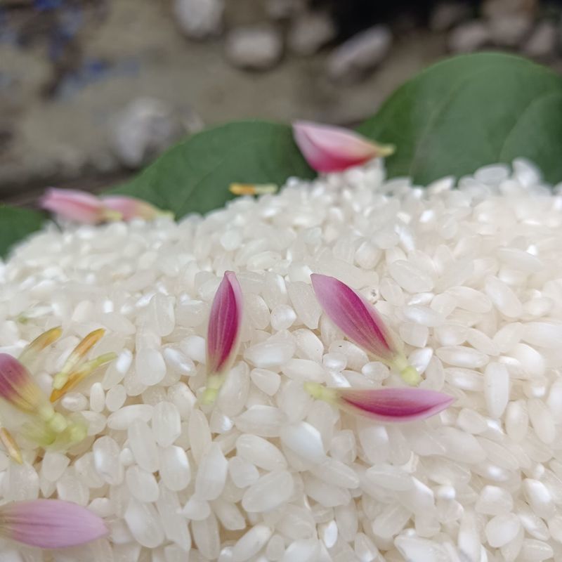 贵州农家桂朝米 多规格 贵潮米桂朝米 米皮米豆腐肠粉凉虾凉糕米粉