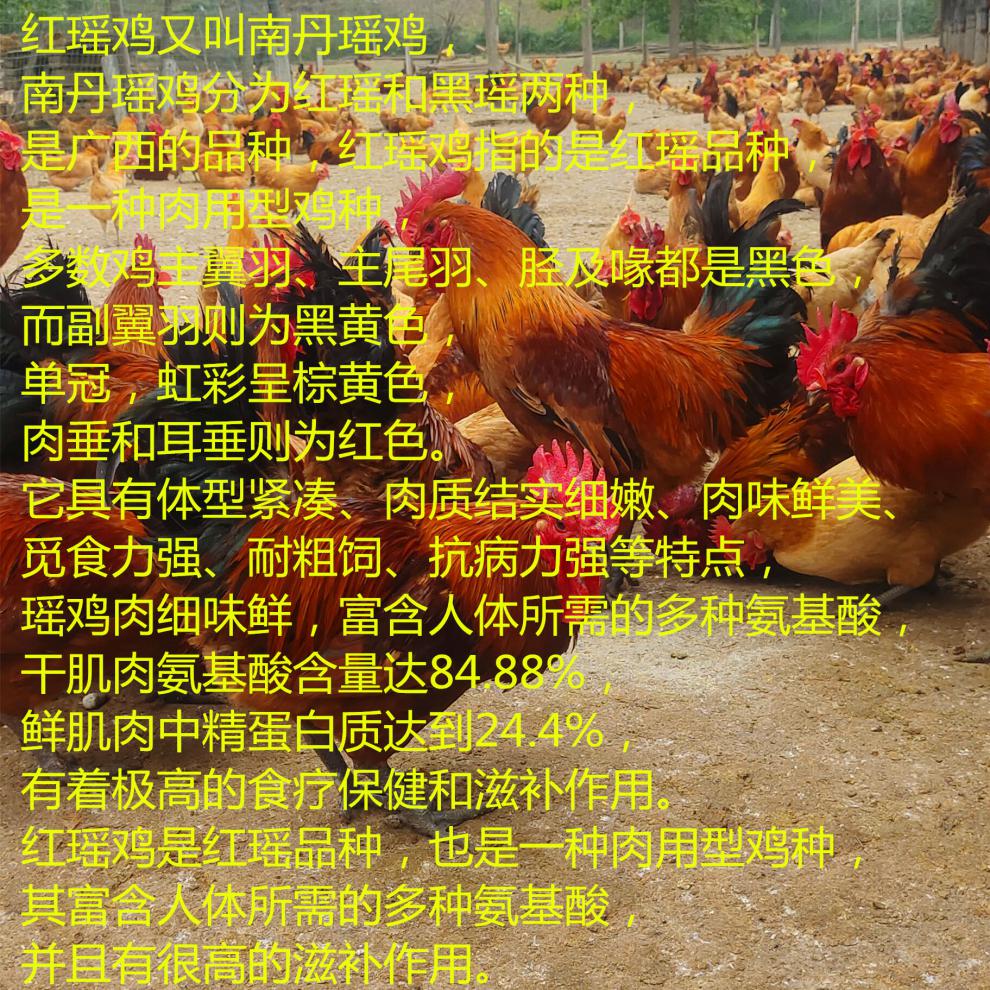 嘉瑰纯种红瑶鸡种蛋可孵化小鸡受精蛋散养土鸡蛋受精高产新鲜10枚