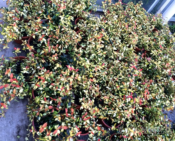 花叶络石 黄金络石 爬藤垂吊 观叶成品苗 露天盆栽带土发货耐冷 黄金