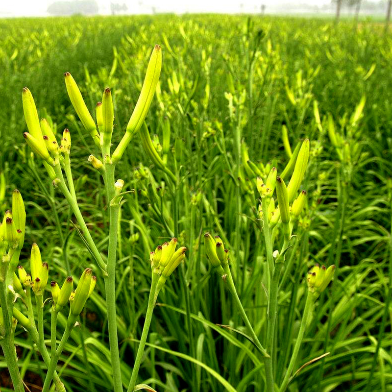 黃花菜種子籽種金針菜種籽四季陽臺盆栽庭院蔬菜種孑 黃花菜 約30粒