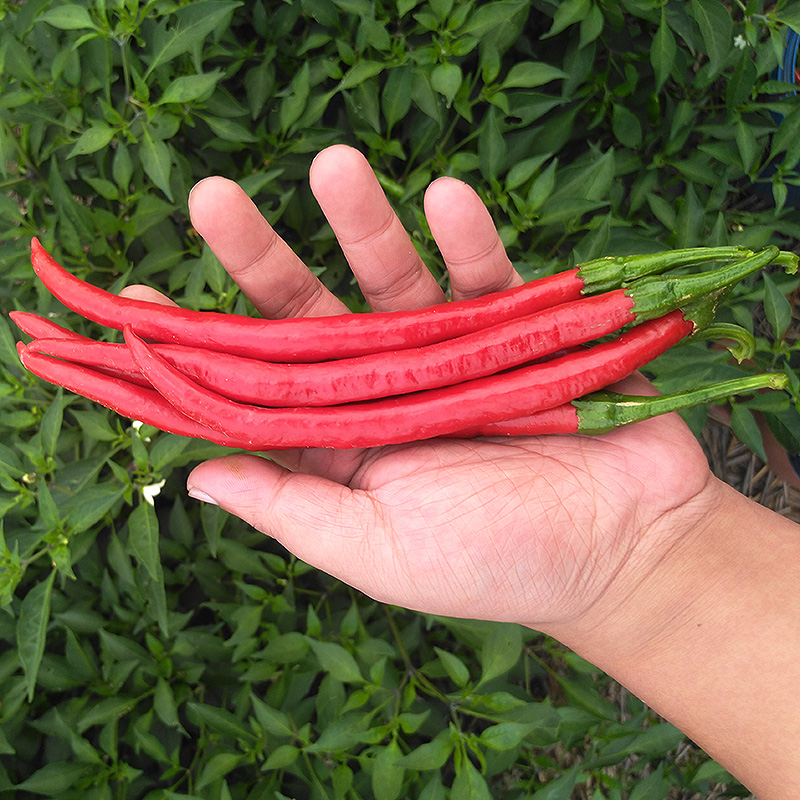 贵州红线椒 农家自种新鲜红二荆条辣椒红线椒杭椒尖椒蔬菜特辣小米椒