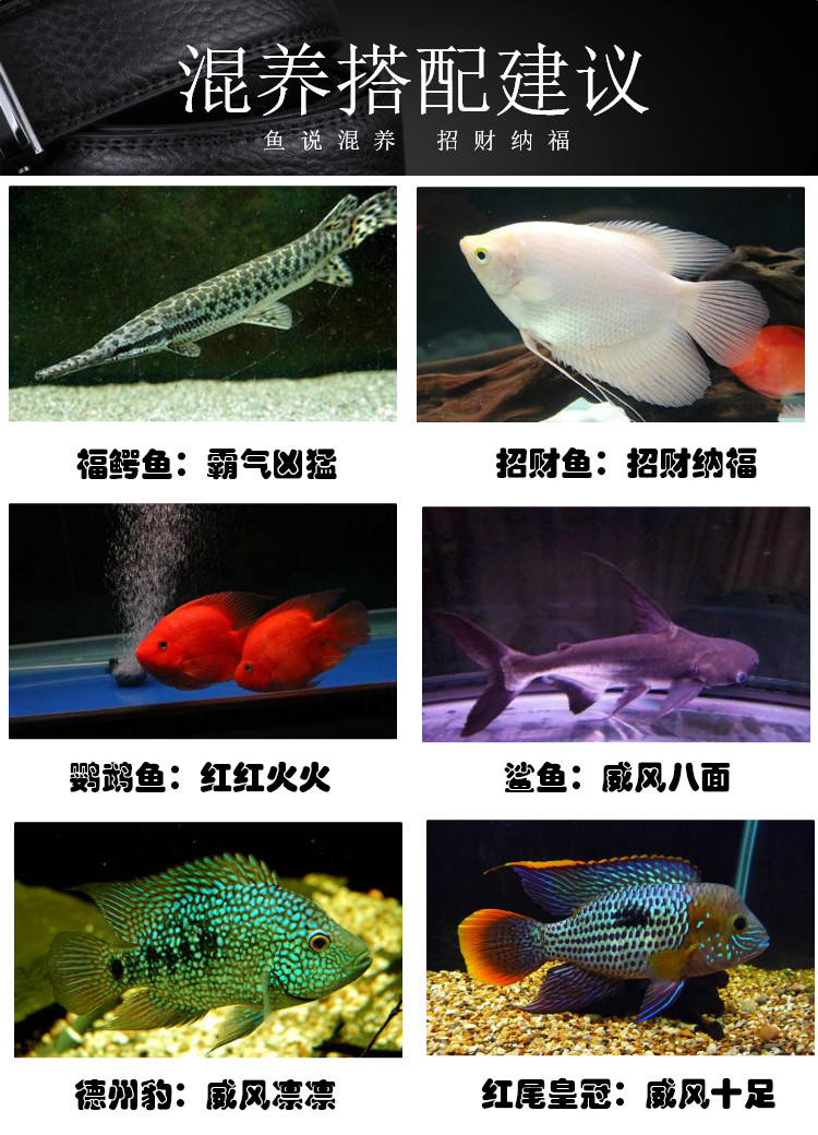 朵芮蜜十间鱼非洲热带观赏鱼龙鱼配鱼坦鲷马鲷鱼苗活体包活 十间鱼4