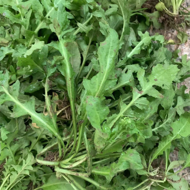 湖北农村老奶奶现挖新鲜荠菜花地菜花芨芨菜花泡水煮鸡蛋 荠菜花2斤