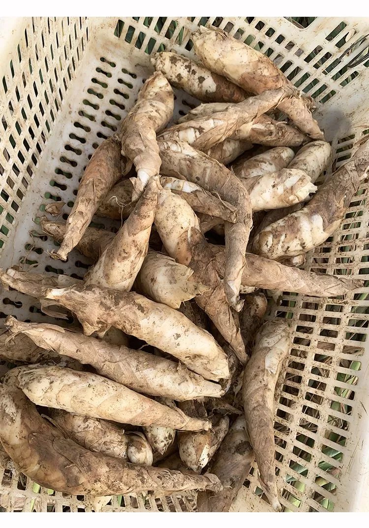 广东农家新鲜竹芋冬薯火锅煲汤食材冬笋薯绵薯竹根薯现挖发货 中小果