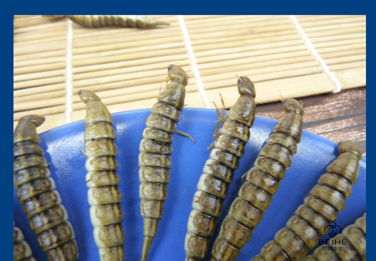 新鲜金边龙虱幼虫水蜈蚣鲜香味美食用昆虫油炸烧烤虫子500克