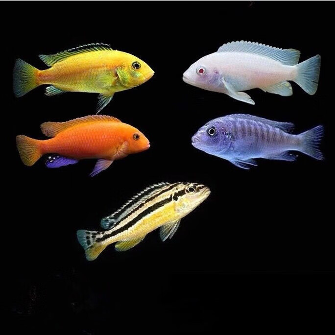 麦基乐短雕三湖慈鲷鱼杂鲷慈鲷鱼苗非洲王子小型热带观赏鱼淡水好养耐