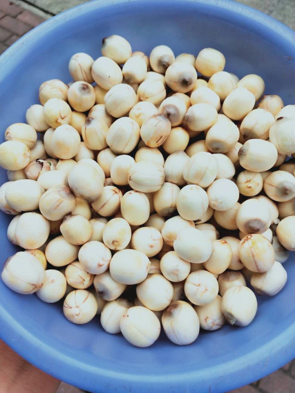 新鲜成熟莲子去壳鲜莲肉 带膜江西广昌特产炖汤粉糯