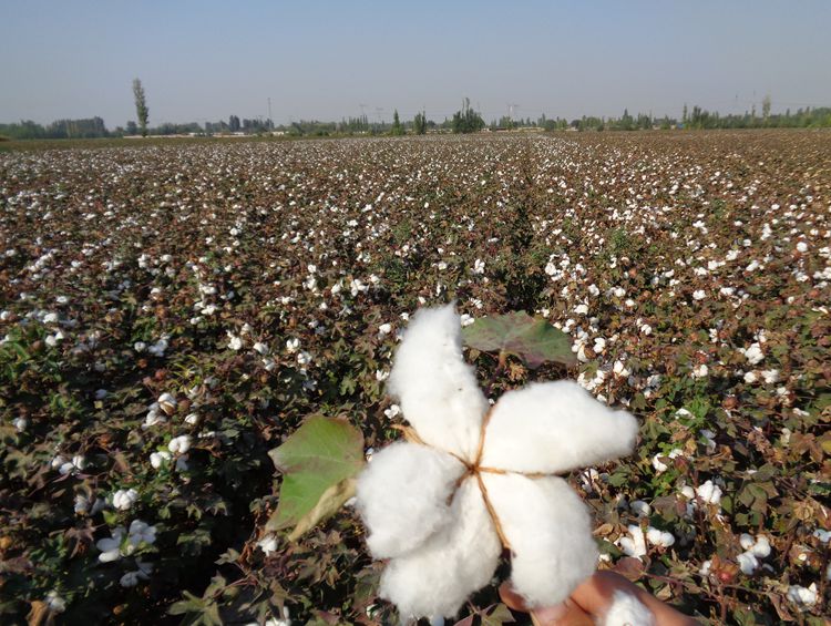 1斤新疆棉花被 70x120cm婴儿床褥【图片 价格 品牌 报价】