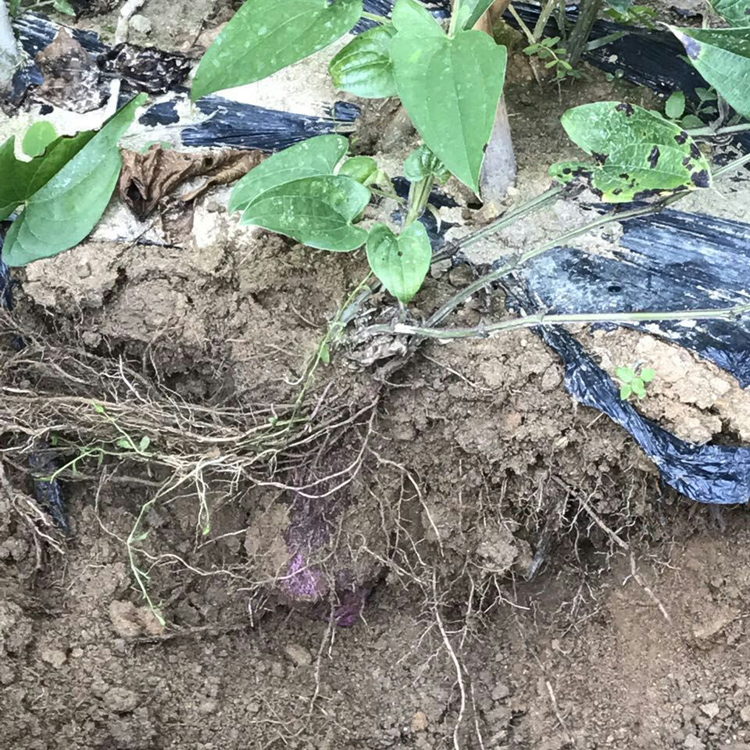 伟博 白心薯子现挖新鲜白山药脚板薯种苗大薯毛薯紫山药种子5斤秧苗 5