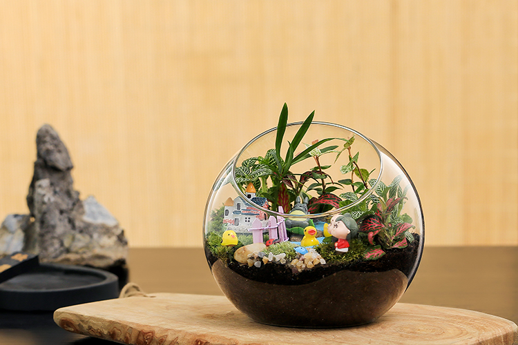 鲜活多肉植物创意苔藓微景观玻璃生态瓶diy造景材料室内桌面盆景 隐蔽