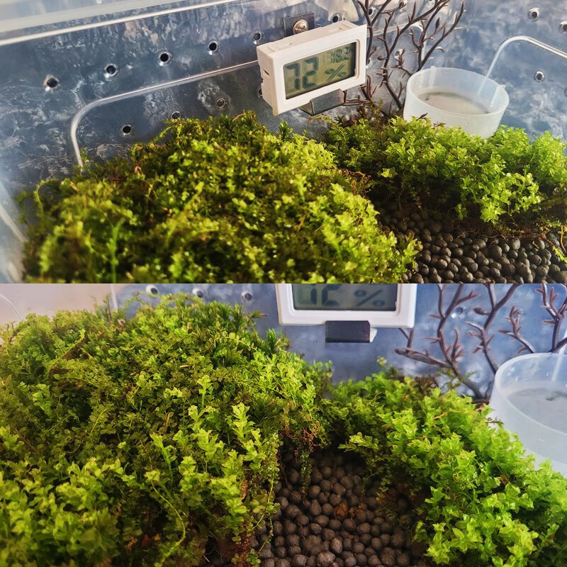 super design【抖音同款 】角蛙饲养盒套装半水生两栖蛙类繁殖箱爬宠