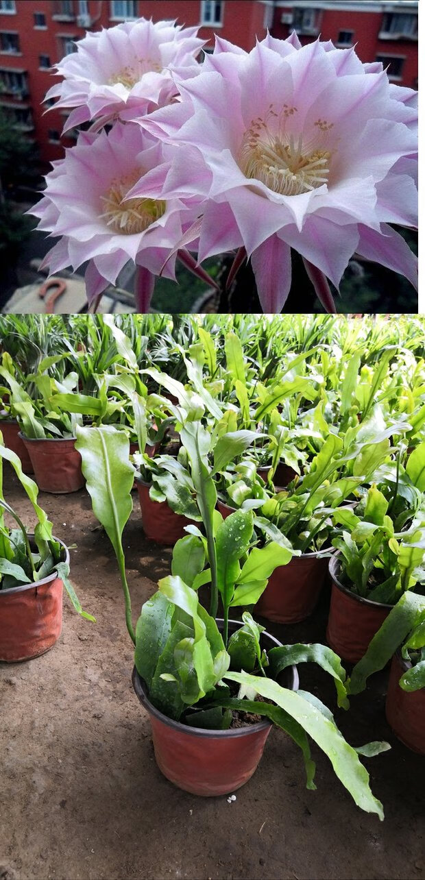 语墨昙花苗花卉盆栽室内外阳台 好养易活新手植物 白日火焰 《高15