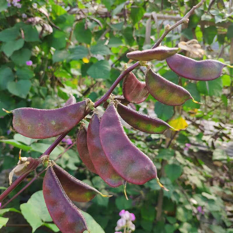 苏北农家自种新鲜露天扁豆红扁豆老品种紫扁豆扁豆荚