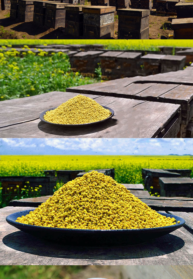 青海油菜花粉食用新鲜蜂花粉未破壁正前列品质油菜粉 精选青海油菜