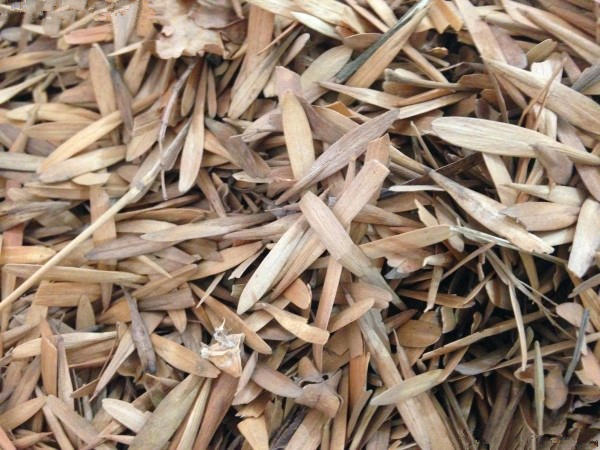 白蜡种子对节金叶白蜡小叶大叶树籽速生白蜡种子白蜡树种子 普通白蜡