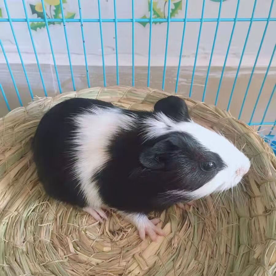 荷兰猪活体荷兰猪活物荷兰猪宠物鼠活体鼠活物荷兰兔活体幼崽 黄色