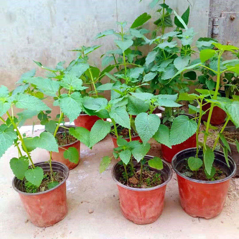 藿香苗盆栽河南可食用五香叶煮鱼大苗带盆香草驱蚊阳台庭院种植苗量大