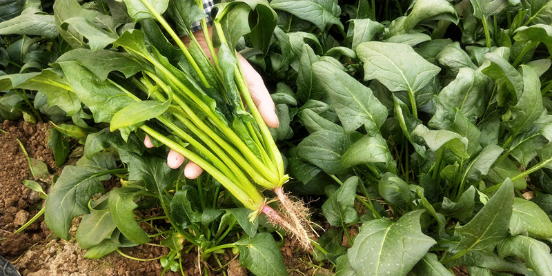 精选蔬菜种子 土菠菜种子 速生菠菜大叶菠菜 土菠菜 四季种植 传统