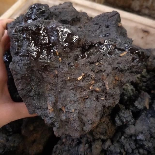 【官方旗舰】中药材猴结 猴竭 实物拍摄血灵芝 脂 乌猿结500克【优选