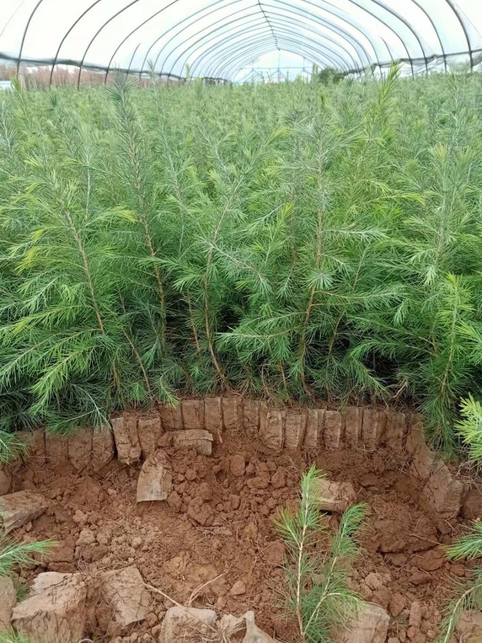 绿化苗木日本黑松小苗庭院黑松苗雪松树苗四季常青盆景植物松树苗