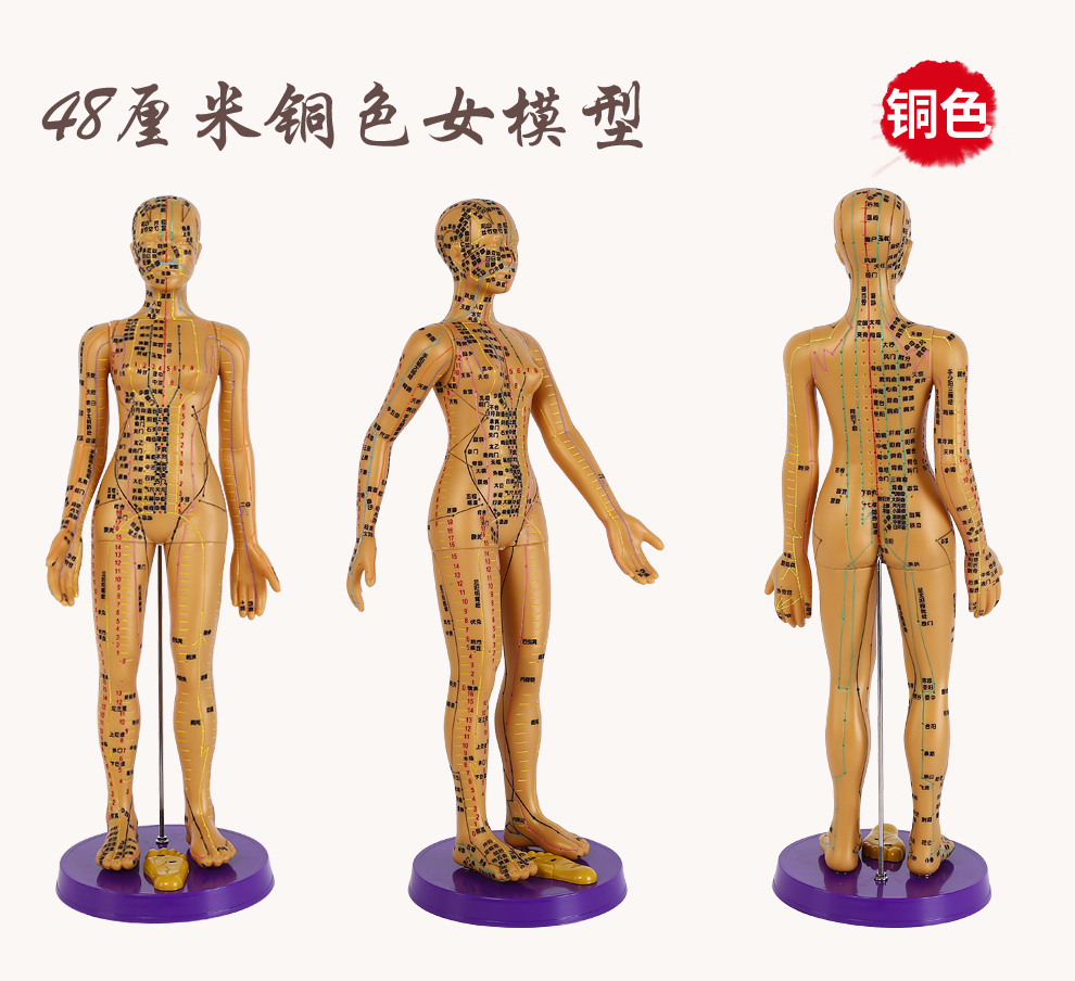 赫晨子彧ziyu硬模型中医经络图针灸人体穴位模型全身男女小人铜人纯铜