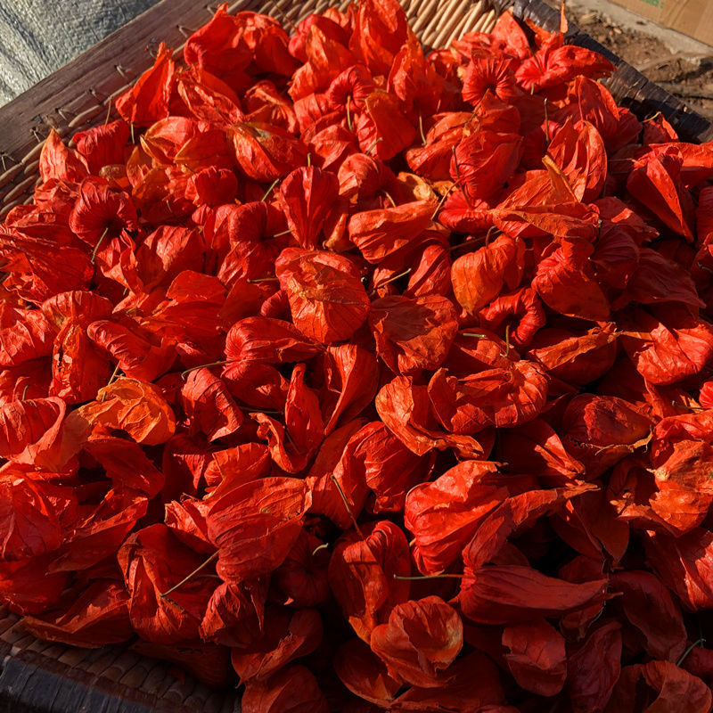 中药材野生金灯笼锦灯笼挂金灯灯笼草红姑娘干皮50克 100克【图片