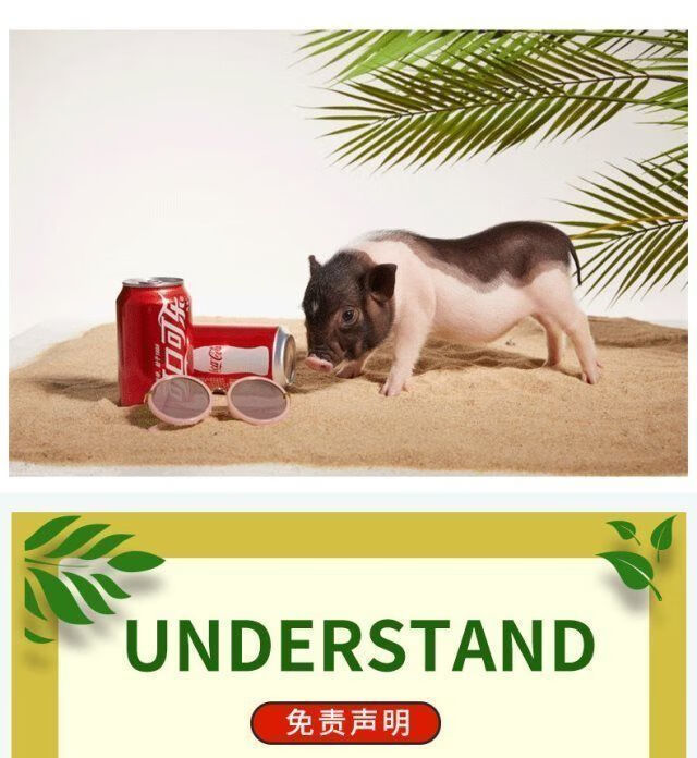 宠物猪长不大可爱迷你泰国小香猪好养纯种幼体活物小猪仔【图片 价格