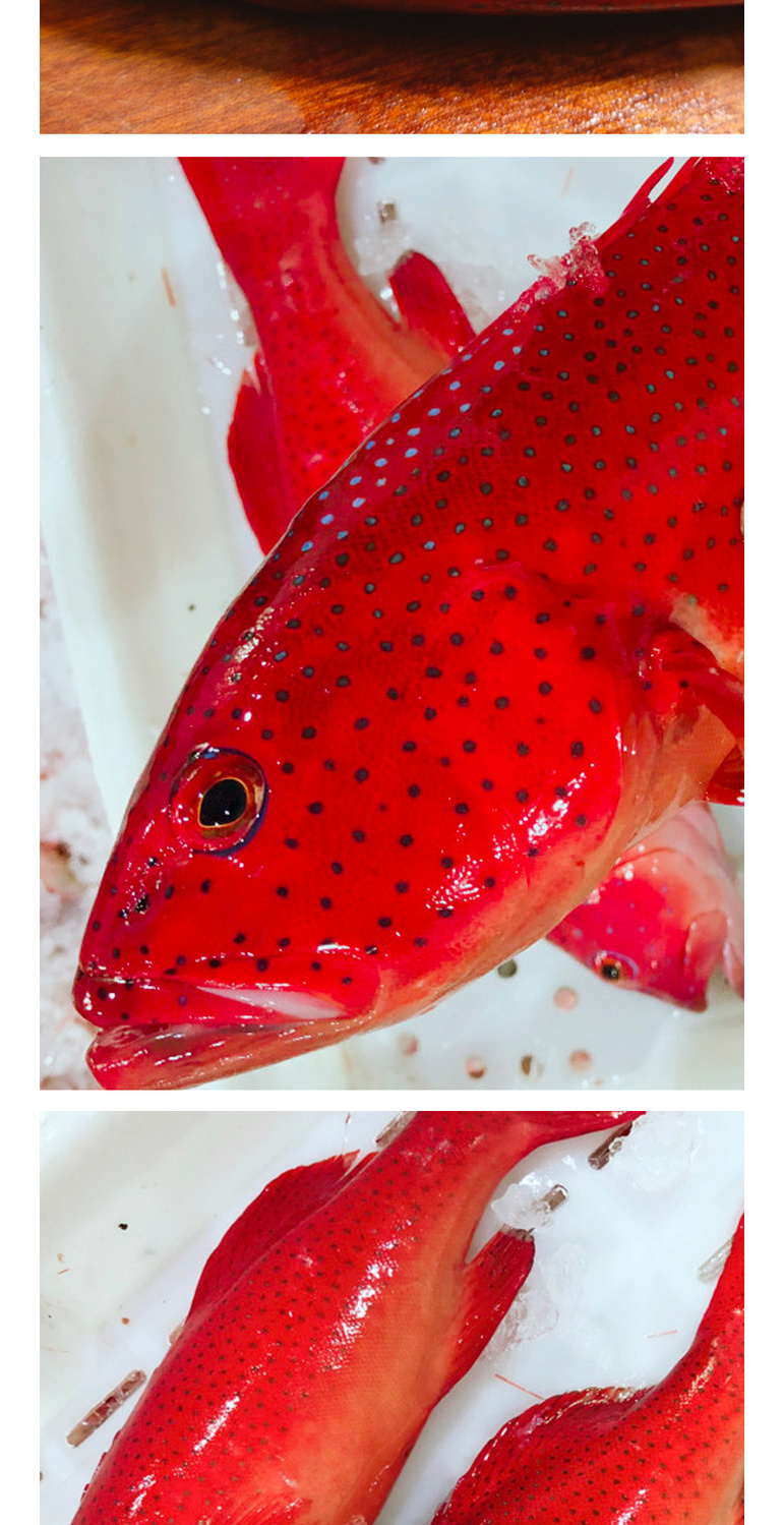 红色有斑点的海鱼图片