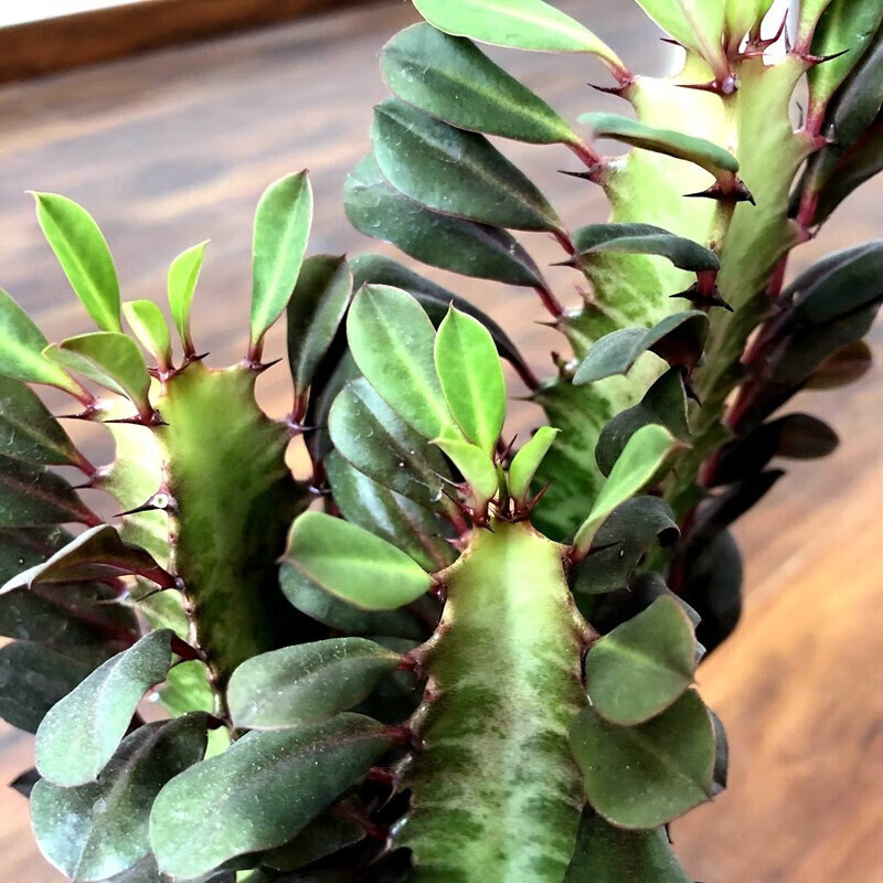 龙骨盆栽 巴西龙骨 仙人柱 紫龙骨绿龙骨 仙人掌大盆栽 多肉植物 紫