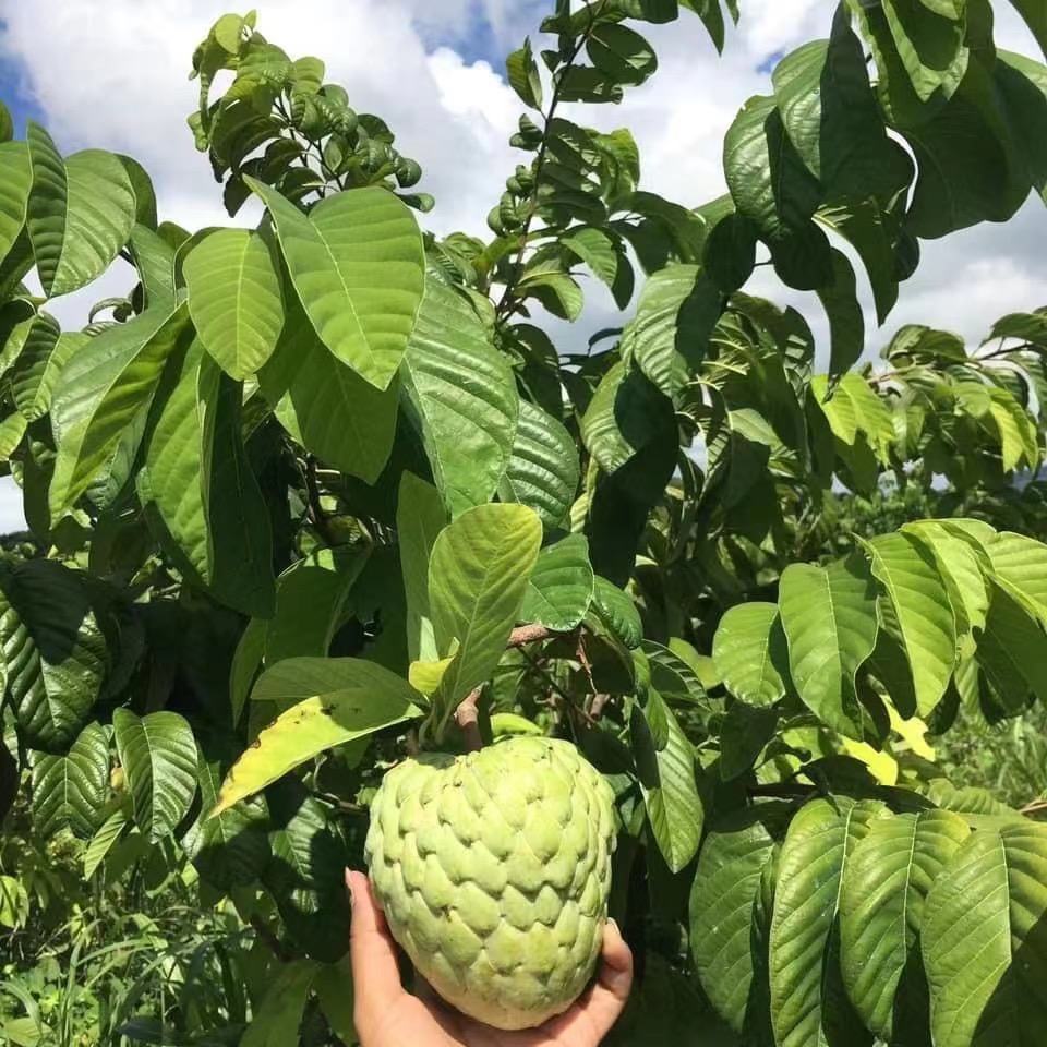 现摘攀枝花凤梨释迦当季番荔枝佛头果热带水果孕妇整箱510斤礼盒2500g