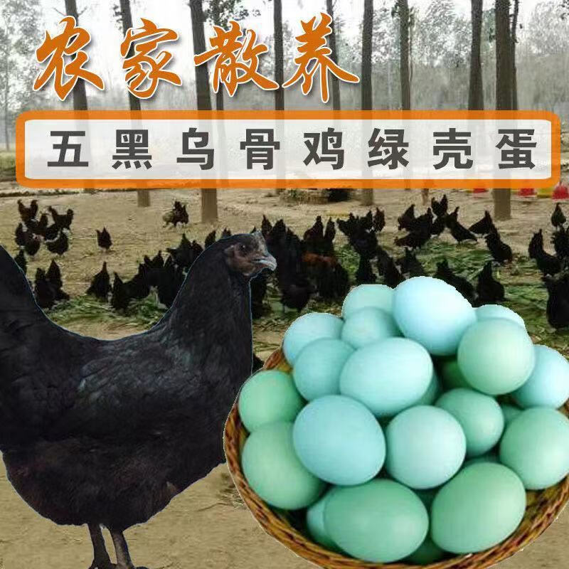 五黑鸡骗局 五黑鸡的价值