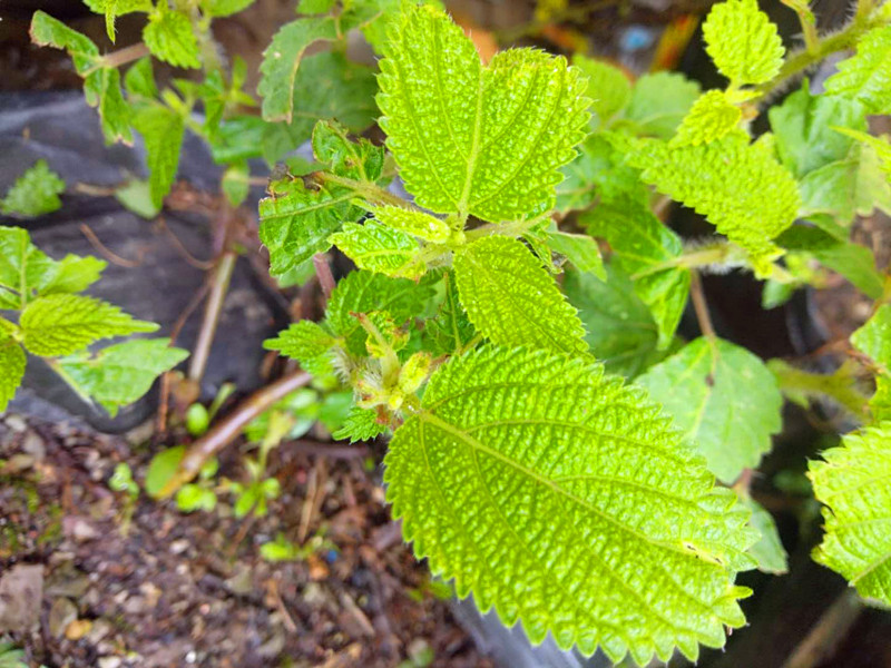 贵州农产品草药红活麻根 中药材红禾麻红火麻小红麻纯根干货500克