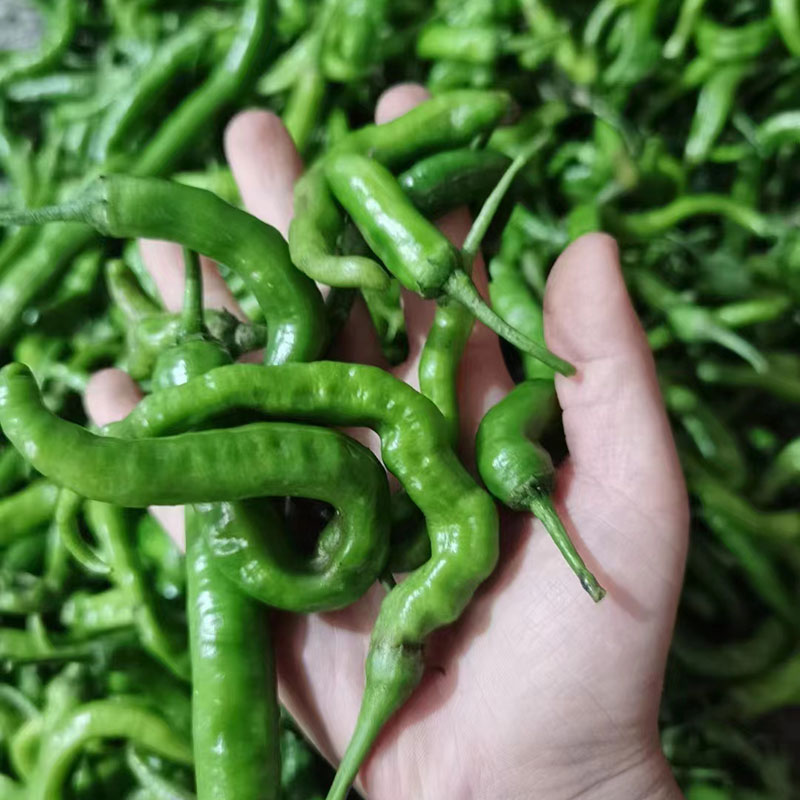 德祥隆湖南生鲜蔬菜本地辣椒 特辣青椒 扯树辣椒 擂辣椒土辣椒 无皮香