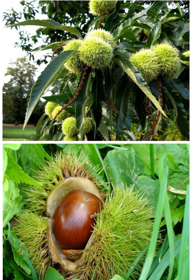 果树苗 板栗苗木批发南方北方种嫁接板栗苗大红袍水果苗栗子苗 韶栗