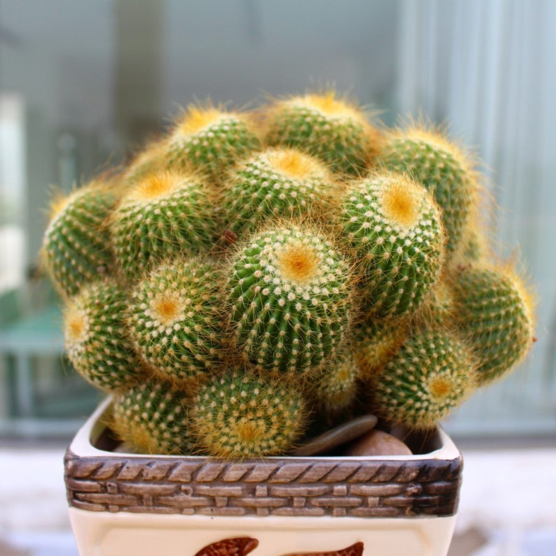 多头金丝猴 金丝猴盆栽 仙人球盆栽多肉植物多头金丝猴仙人掌 金丝猴