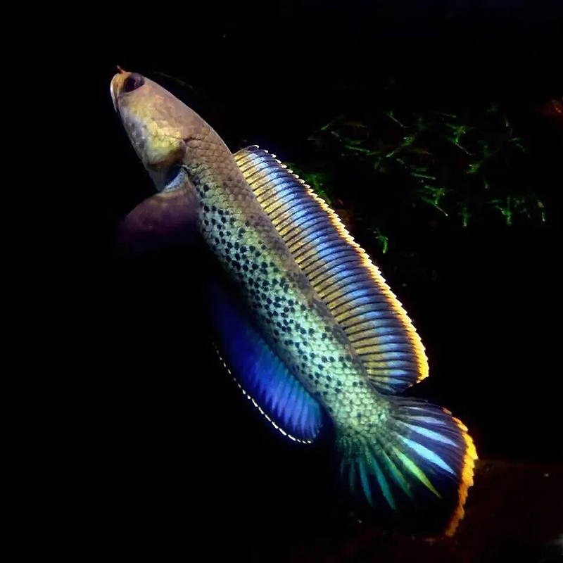 黄金观赏鱼鬼王巴卡二型奶茶幻彩蓝宝石进口淡水观赏鱼 10-13七彩雷龙