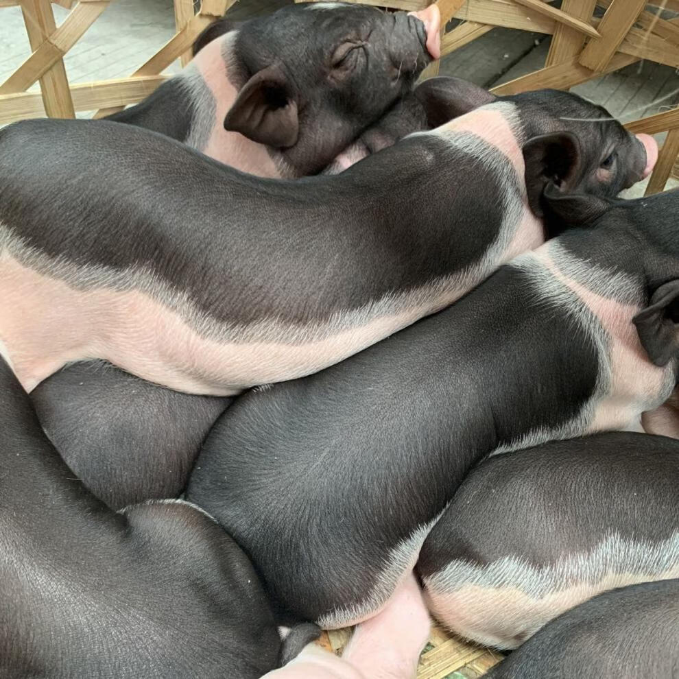 养种猪肉幼崽食用猪猪小猪仔批发 6到8斤 公母一对可繁殖【图片 价格