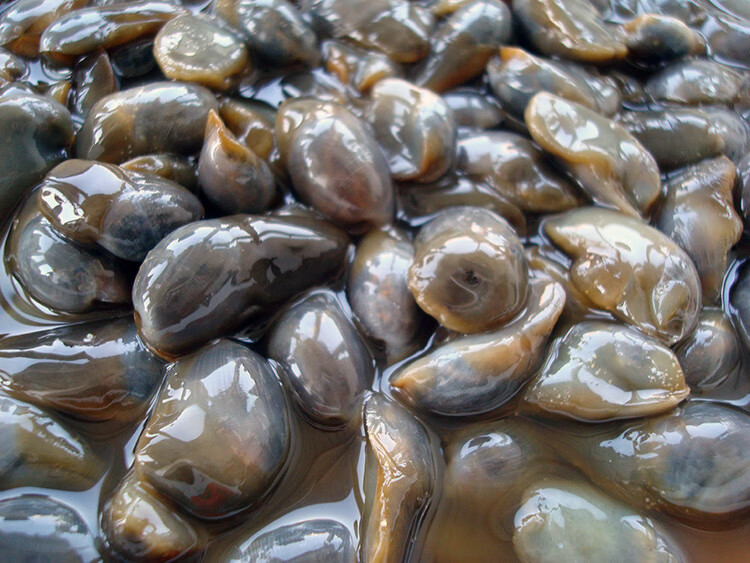 宁波特产海鲜咸泥螺500g宁海无沙咸泥螺黄泥螺新鲜腌制大泥螺