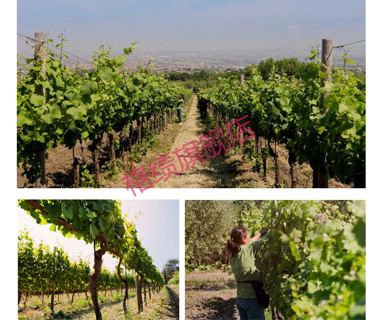 拉齐奥唯yi的干白docg意大利frascatisuperiore半干型白葡萄酒双支