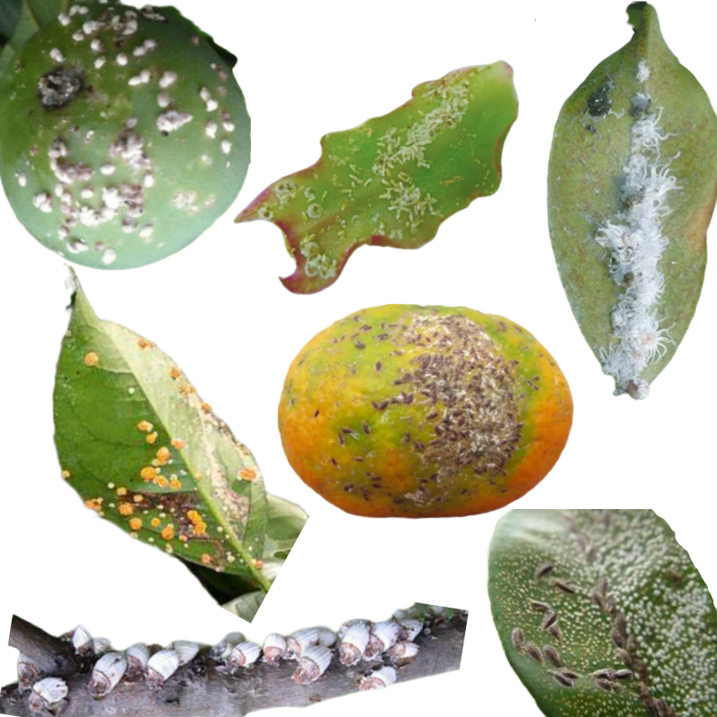 柑橘蚧壳虫药专用蚧必治农药多肉介壳虫专杀花草柿子树紫薇杀虫剂 500