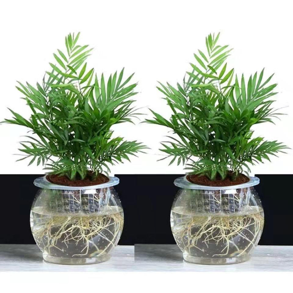 富贵椰子富贵椰子树植物室内办公室客厅水培绿植花卉袖珍椰子盆栽室内