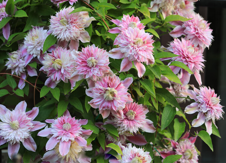 铁线莲盆栽爬藤植物花苗阳台庭院花卉乌托邦银币吉赛尔 红色 夏尔曼p7