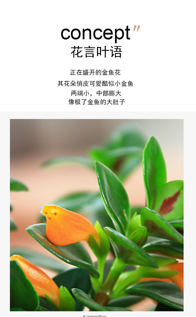 金鱼花吊兰吸水小盆栽四季观花植物办公室内净化空气花卉桌面绿植小