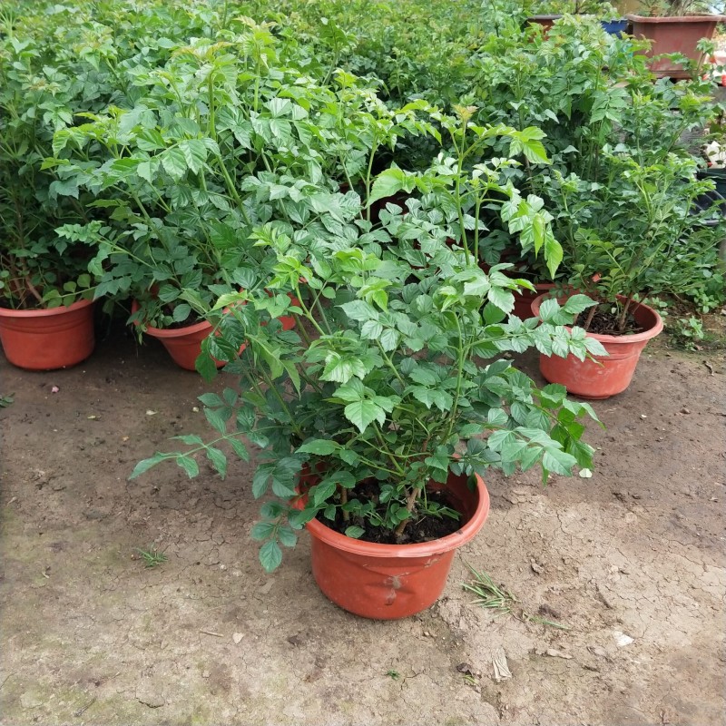 凌霄花苗爬藤攀援植物别墅庭院绿化地载围墙绿篱夏季开花一颗 6公分粗