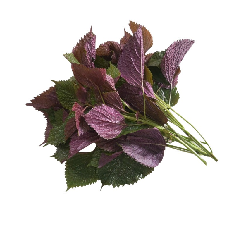 农家现摘新鲜紫苏叶调味料提香去腥苏子叶紫大叶紫苏子叶带杆1kg