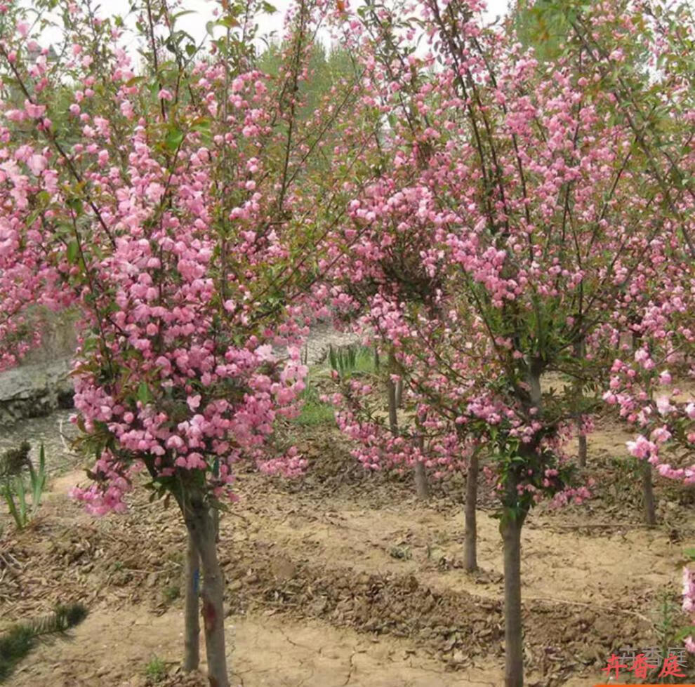 海棠垂丝海棠北美海棠南北方种植带 千羽海棠3公分【土球发货】【图片