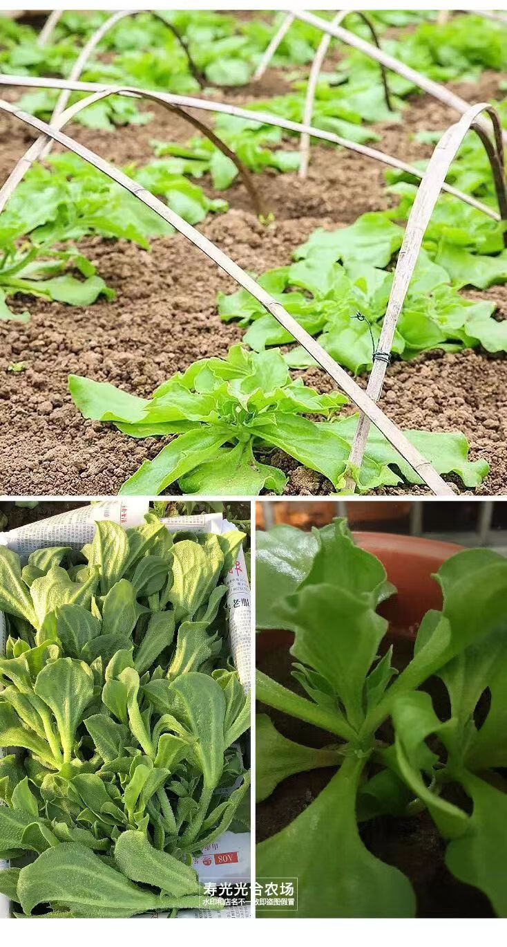 正宗水晶冰菜秧苗营养高钙冰草种子自带冰晶阳台四季盆栽蔬菜种苗